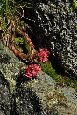 BUITEN BEELD Foto: 448117