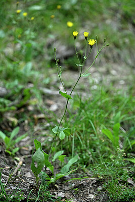BUITEN BEELD Foto: 448119