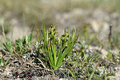 BUITEN BEELD Foto: 448120