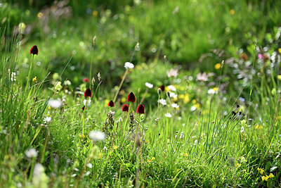 BUITEN BEELD Foto: 448124