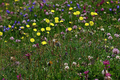 BUITEN BEELD Foto: 448127