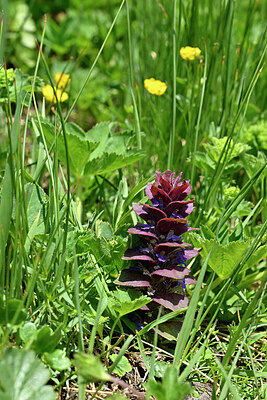 BUITEN BEELD Foto: 448128