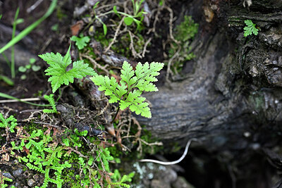 BUITEN BEELD Foto: 448134