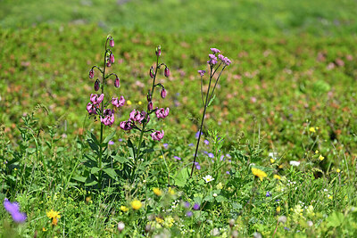 BUITEN BEELD Foto: 448136