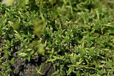 BUITEN BEELD Foto: 448137