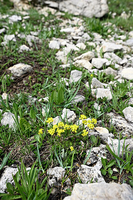 BUITEN BEELD Foto: 448138