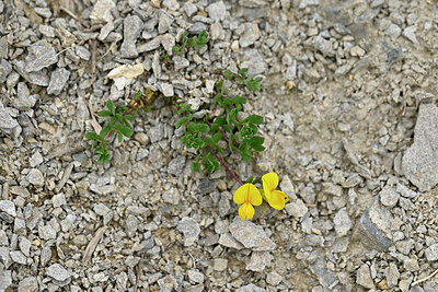 BUITEN BEELD Foto: 448140