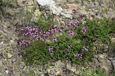 BUITEN BEELD Foto: 448145