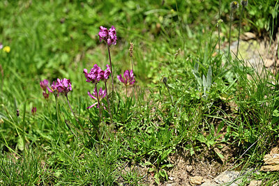 BUITEN BEELD Foto: 448151