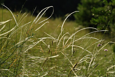 BUITEN BEELD Foto: 448154