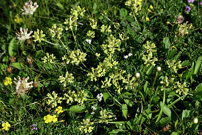 BUITEN BEELD Foto: 448156