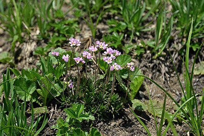 BUITEN BEELD Foto: 448159