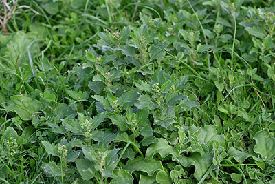 BUITEN BEELD Foto: 448161