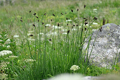 BUITEN BEELD Foto: 448172
