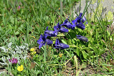 BUITEN BEELD Foto: 448181