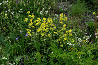 BUITEN BEELD Foto: 448182