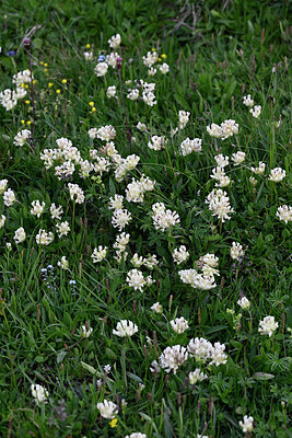 BUITEN BEELD Foto: 448183