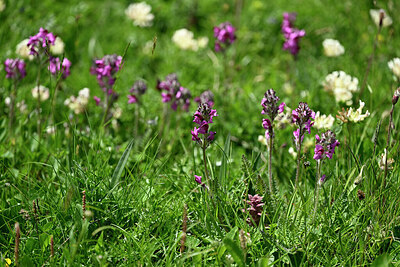 BUITEN BEELD Foto: 448191