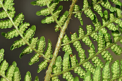 BUITEN BEELD Foto: 448192