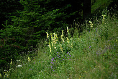 BUITEN BEELD Foto: 448193