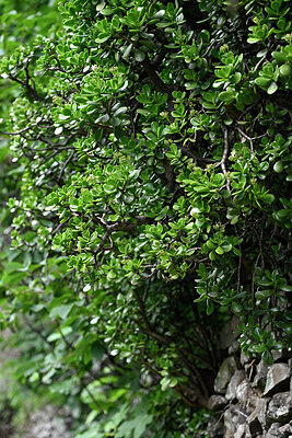 BUITEN BEELD Foto: 448198