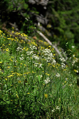 BUITEN BEELD Foto: 448200