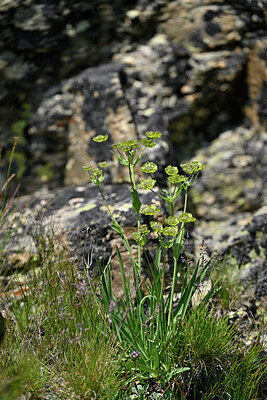 BUITEN BEELD Foto: 448201