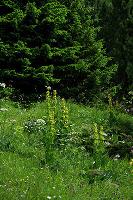 BUITEN BEELD Foto: 448205