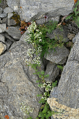 BUITEN BEELD Foto: 448216