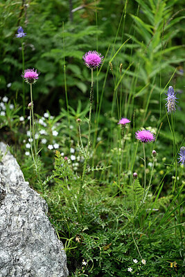 BUITEN BEELD Foto: 448220