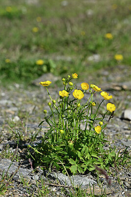 BUITEN BEELD Foto: 448225