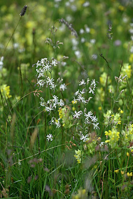 BUITEN BEELD Foto: 448227