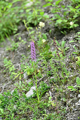 BUITEN BEELD Foto: 448236