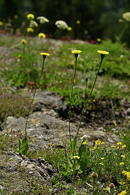 BUITEN BEELD Foto: 448238