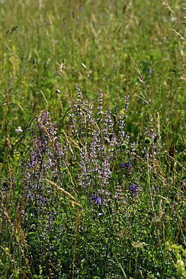BUITEN BEELD Foto: 448241