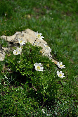 BUITEN BEELD Foto: 448243