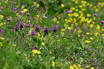 BUITEN BEELD Foto: 448244