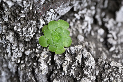BUITEN BEELD Foto: 448245