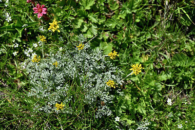 BUITEN BEELD Foto: 448247