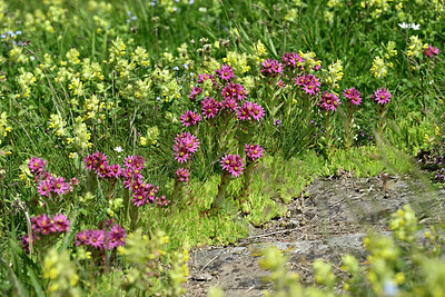BUITEN BEELD Foto: 448252