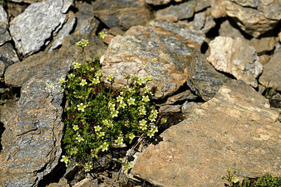 BUITEN BEELD Foto: 448255