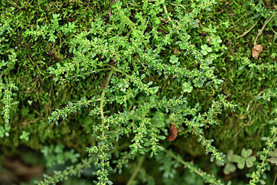 BUITEN BEELD Foto: 448259