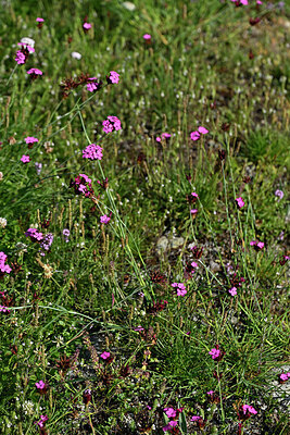 BUITEN BEELD Foto: 448261