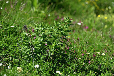 BUITEN BEELD Foto: 448262