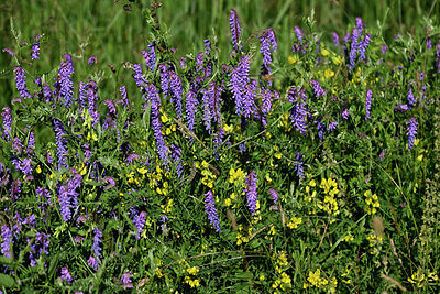 BUITEN BEELD Foto: 448267