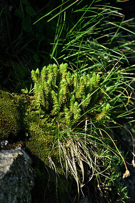 BUITEN BEELD Foto: 448272