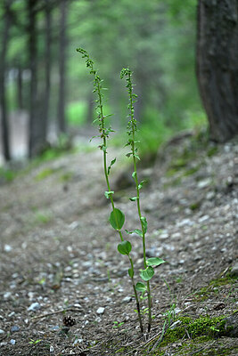 BUITEN BEELD Foto: 448275