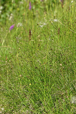 BUITEN BEELD Foto: 448280