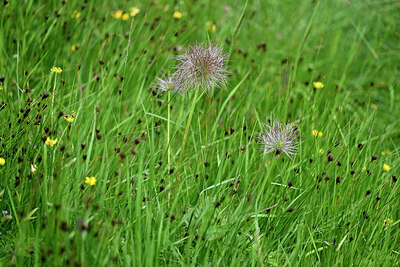 BUITEN BEELD Foto: 448282