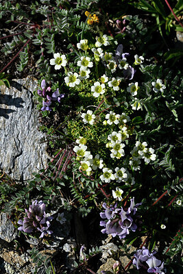 BUITEN BEELD Foto: 448284